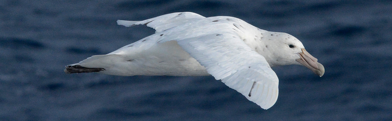 A Southern Giant Petrel seen in the region above the seamounts.
